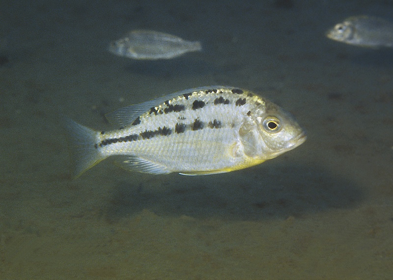 Protomelas triaenodon 'Liuli'